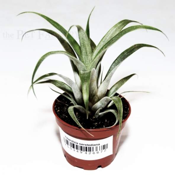 Tillandsia oerstediana
